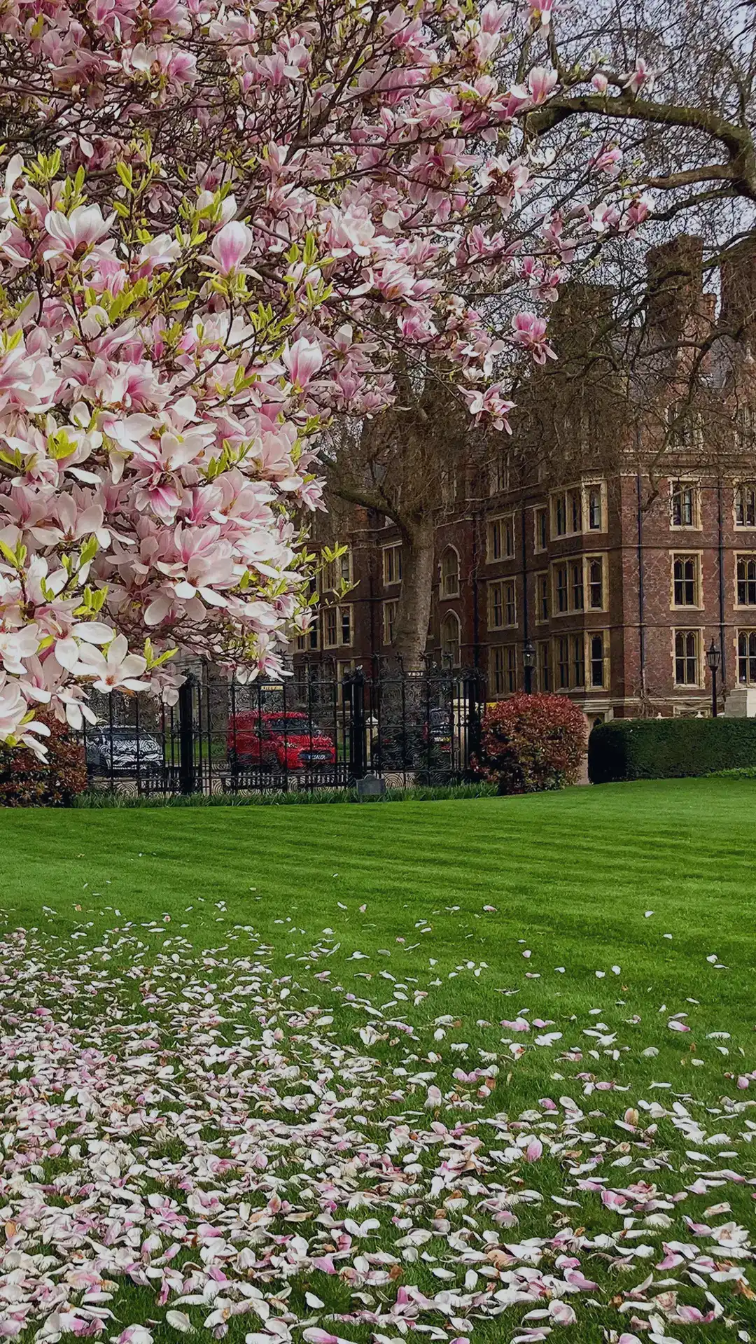 A blooming magnolia tree with pink and white
flowers stands on a well-manicured green lawn
located on the Lincoln’s Inn Estate. Fallen petals
are scattered on the grass beneath the tree. In
the background, there are historic buildings.