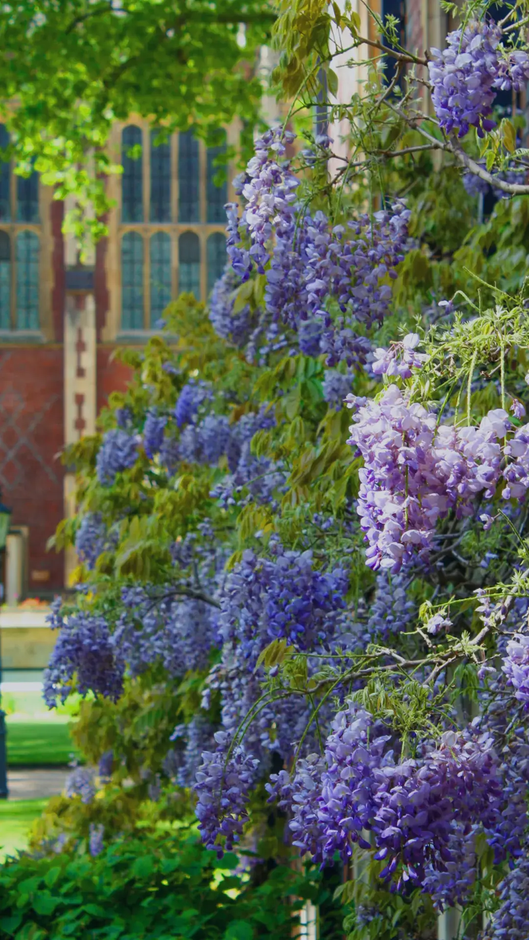 Lincoln’s Inn Estate enjoys blooming Wisteria
plants; purple and green leafy plants grow
around the estate during specific times of the
year.
